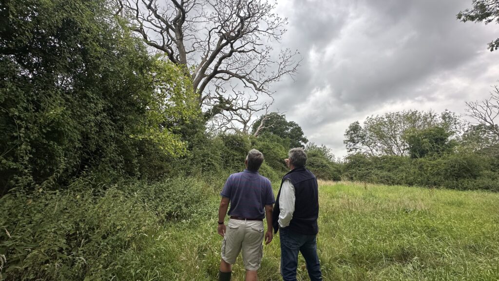A scenic image of trees in a meadow with two figure in front of a grey sky.
