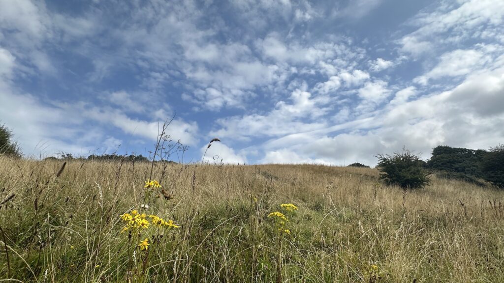 A grassy meadow with on a rise with a blue summer sky behind it with white clouds.  Yellow Ragwort is in the foreground.