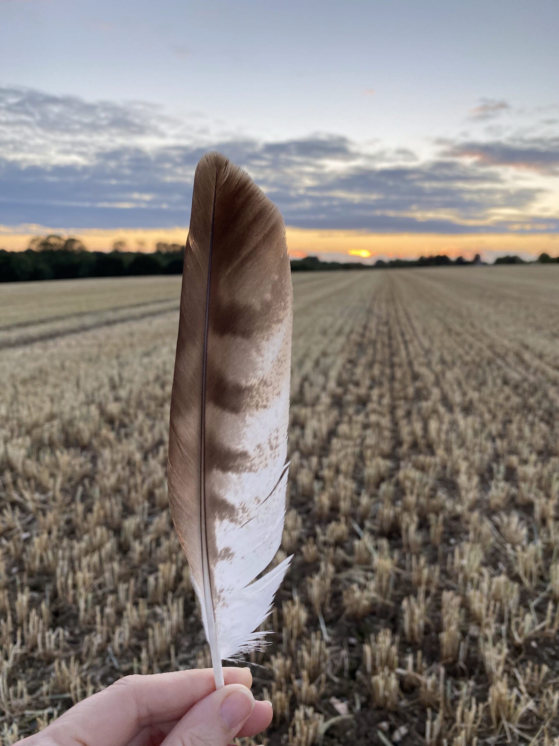 A Buzzard feather held in a hand in the foreground, with a setting sun in the background and a stubble-field below.