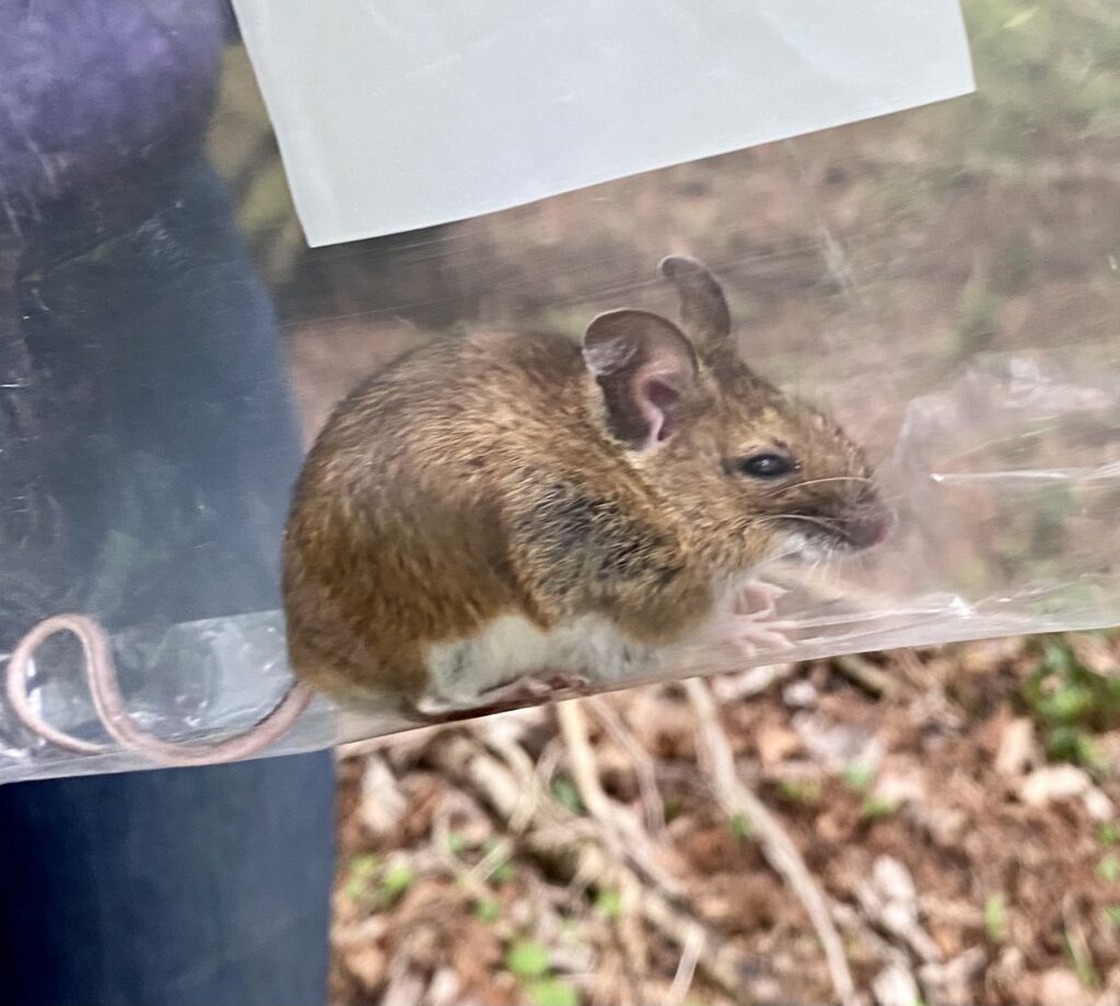 A woodlouse sitting in a clear bag, awaiting weighing and measuring, before being released.