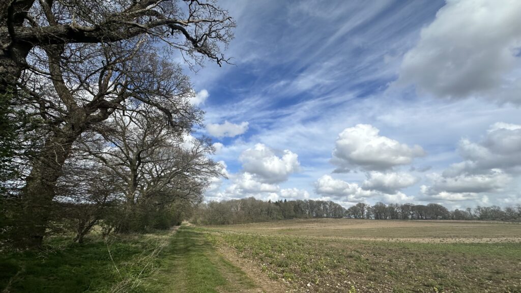 A row of old trees on the left, with a grassy margin next to them, bordering a field.  A blue sky with white clouds above.